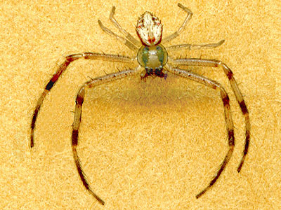 Misumenops sierrensis male Thomisidae flower crab spider, Wanacut Creek, SE of Riverside, Okanogan County, Washington