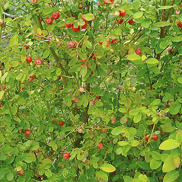 delicious red huckleberries Vaccinium parvifolium, clearcut below Mt. Washington Pass, Mason County, Washington