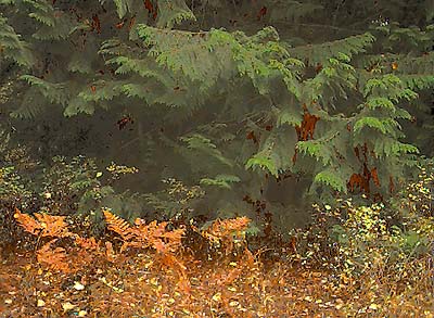 western red cedar, Thuja plicata