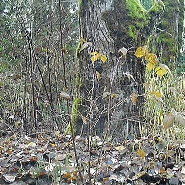 Cottonwood tree, Wilkeson Creek County Park, Pierce County, Washington