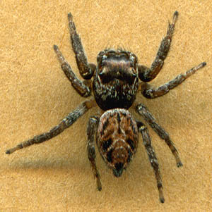Evarcha proszynskii female jumping spider Salticidae, Wolfe Camp Road, Curlew Lake, Ferry County Washington