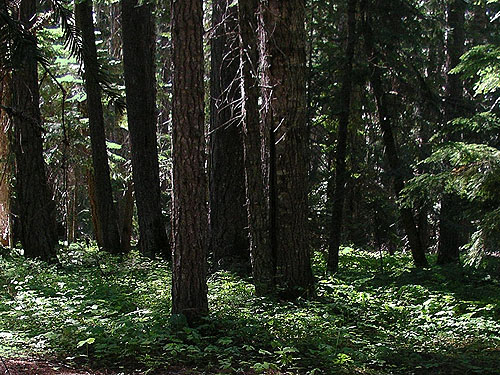 forest understory near Four Way Meadow, Little Naches River, Kittitas County, Washington