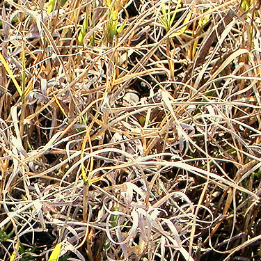 grassy patch of saline meadow, Ala Spit County Park, Whidbey Island, Washington
