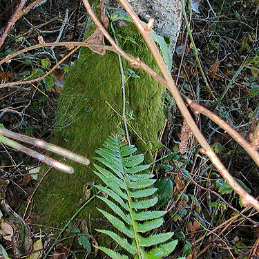 moss on alder trunk, Ala Spit County Park, Whidbey Island, Washington