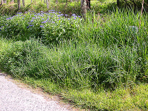 grassy roadside verge at Alder Cemetery, Alder Reservoir, Pierce County, Washington