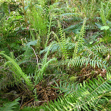 fern understory in hemlock stand, Centralia-Alpha Road, 4.5 miles west of Alpha, Lewis County, Washington