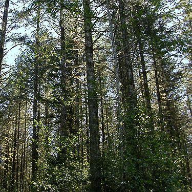 well-grown western hemlock forest Tsuga heterophylla, Centralia-Alpha Road, 4.5 miles west of Alpha, Lewis County, Washington