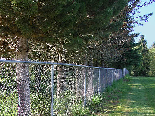 pine trees Pinus nigra along edge of Alpha Cemetery west of Alpha, Lewis County, Washington
