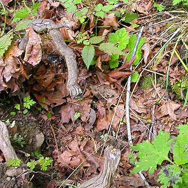 maple leaf litter, Verne Samuelson Trail, Valley Creek, S edge Port Angeles, Clallam County, Washington