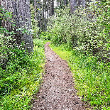 trail in Lincoln Park, Port Angeles, Washington