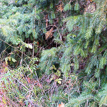 Douglas-fir in meadow, forest SW of Ashford, Pierce County, Washington