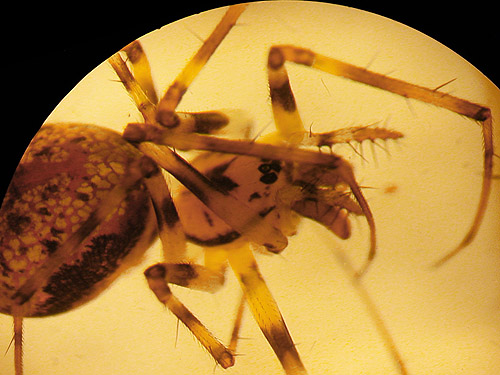 linyphiid spider Drapetisca alteranda from leaf litter, forest SW of Ashford, Pierce County, Washington