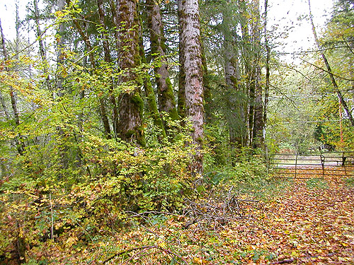 gated access road to forest SW of Ashford, Pierce County, Washington