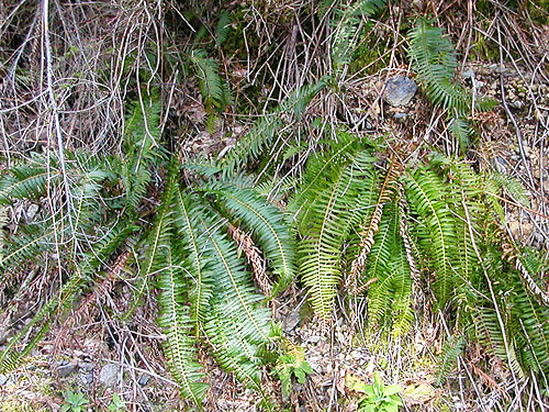 roadside sword fern, Cavanaugh Lake, S-central Snohomish County, Washington
