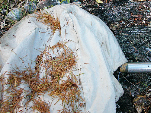 sun-singed needles fallen into beating net, gravel bar by Baker River trailhead, Whatcom County, Washington