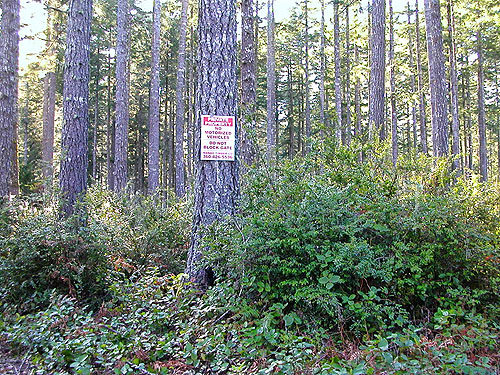 forest on Ballow Road, Hartstene Island, Washington