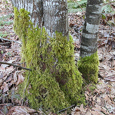 moss on base of young maple tree, Bayshore Preserve, Oakland Bay, Mason County, Washington