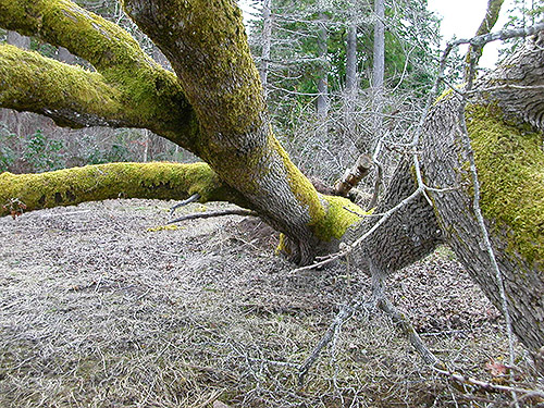 horizontal oak tree, Bayshore Preserve, Oakland Bay, Mason County, Washington