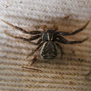 juvenile Xysticus cristatus crab spider, Bayshore Preserve, Oakland Bay, Mason County, Washington