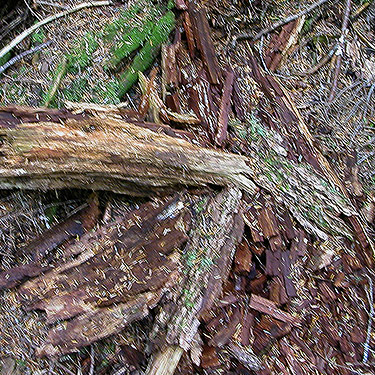 dead wood on forest floor, Bingley Gap Trailhead, North Fork Sauk River, Snohomish County, Washington