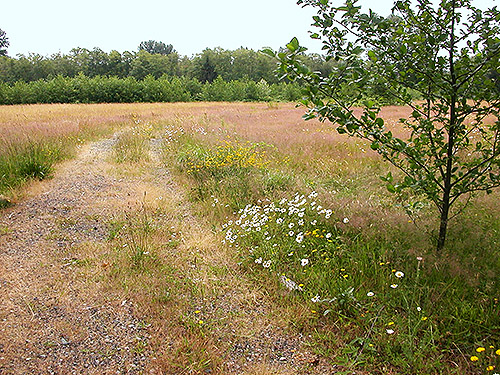 flowerly area of grassland, center of Birch Point peninsula, Whatcom County, Washington