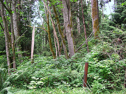 roadside forest, Birch Point, Whatcom County, Washington