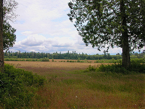 grassland seen from grove, center of Birch Point peninsula, Whatcom County, Washington