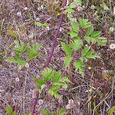 cutleaf blackberry Rubus laciniatus, tree farm, Little North River Valley near Cosmopolis, Grays Harbor County, Washington