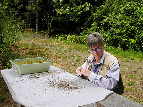 Laurel Ramseyer sifting moss, Blue Slough near Cosmopolis, Grays Harbor County, Washington