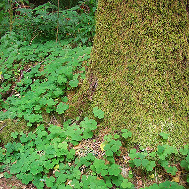 mossy maple trunk, Blue Slough near Cosmopolis, Grays Harbor County, Washington