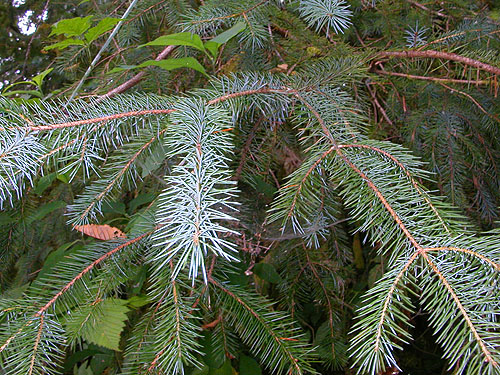 sitka spruce needles Picea sitchensis, Blue Slough near Cosmopolis, Grays Harbor County, Washington
