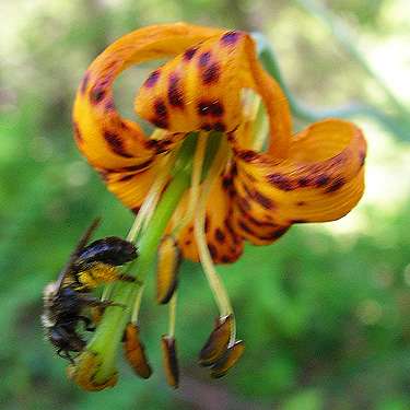 black solitary bee on Columbia tiger lily, Buck Mountain, Jefferson County, Washington