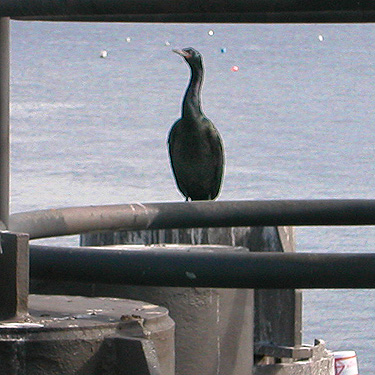 cormorant at Edmonds, Washington ferry dock