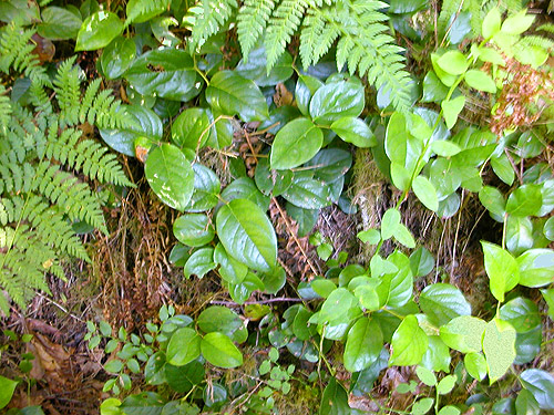 salal understory, Big Quilcene River, Falls View Campground, Jefferson County, Washington