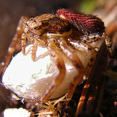 crab spider Xysticus montanensis with egg sac, Buck Mountain, Jefferson County, Washington