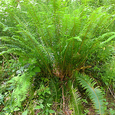 sword fern Pterostichum munitum, Bunker Creek, western Lewis County, Washington