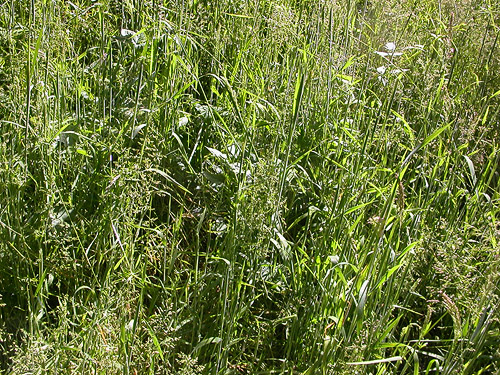 field grass in glade habitat, Willapa Hills Trail at base of Ceres Hill, western Lewis County, Washington