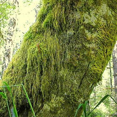 moss on alder trunk, Bunker Creek, western Lewis County, Washington