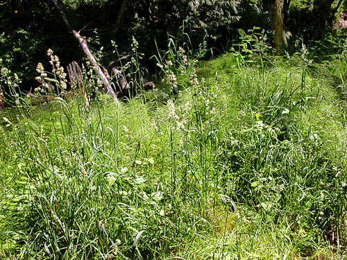 grassy verge, Bunker Creek, western Lewis County, Washington
