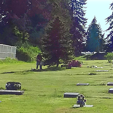 Rod Crawford beating spruce tree in Elma Oddfellows Cemetery