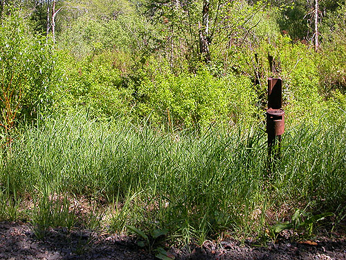 roadside marsh, Bush Creek Valley field site, Grays Harbor County, Washington