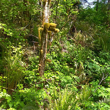 moss and lush understory, Bush Creek Valley field site, Grays Harbor County, Washington