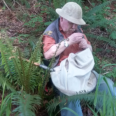 Rod Crawford sorting fern beat sample, Bush Creek Valley field site, Grays Harbor County, Washington