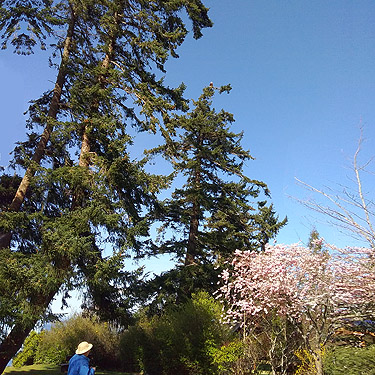 tall Douglas-fir in Utsalady Point Park, Camano Island, Washington