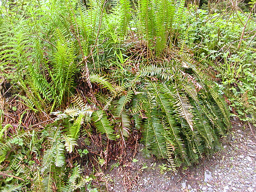 sword fern on bank above gravel bar, South Fork Canyon Creek at FS Road 41, Snohomish County, Washington