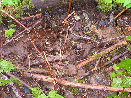 wet alder litter, South Fork Canyon Creek at FS Road 41, Snohomish County, Washington