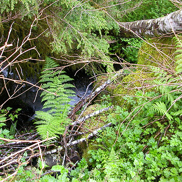 water spouts out of a culvert below decommissioned road, South Fork Canyon Creek at FS Road 41, Snohomish County, Washington