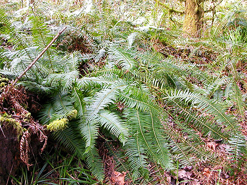 sword fern understory Pterostichum munitum, Carlisle Lake Park, Lewis County, Washington