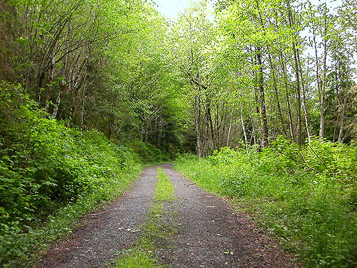 road through alder stand, slope of Mt Cavanaugh west of Lake Cavanaugh, Skagit County, Washington