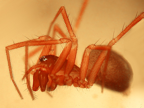 linyphiid spider Porrhomma convexum under rock, flank of Mt. Cavanaugh, Skagit County, Washington